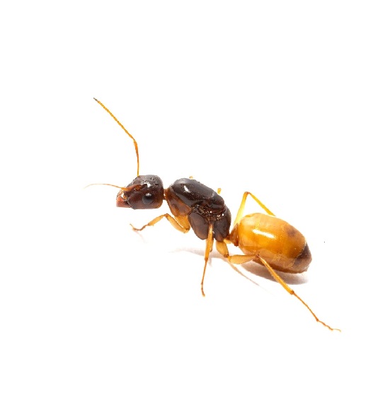 Camponotus Fedtschenkoi