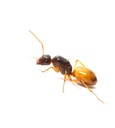 Camponotus Fedtschenkoi