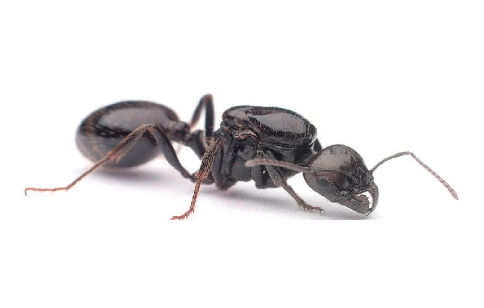 Messor Barbarus