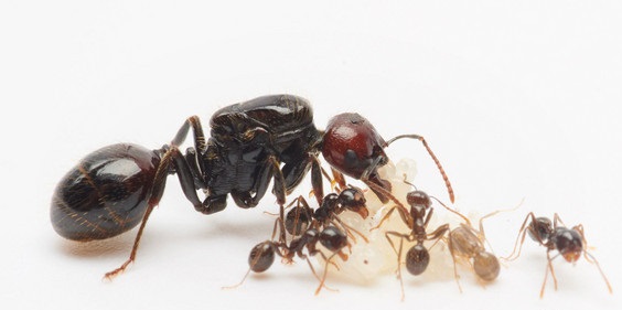 Messor Barbarus