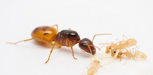 Camponotus Fedtschenkoi