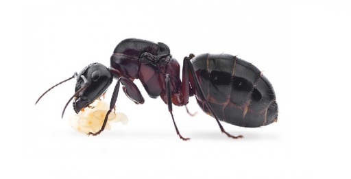 Camponotus Ligniperdus / Ligniperda